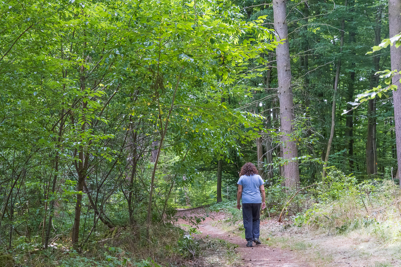 Bei dem schwülen Wetter tut der schattige Wald gut