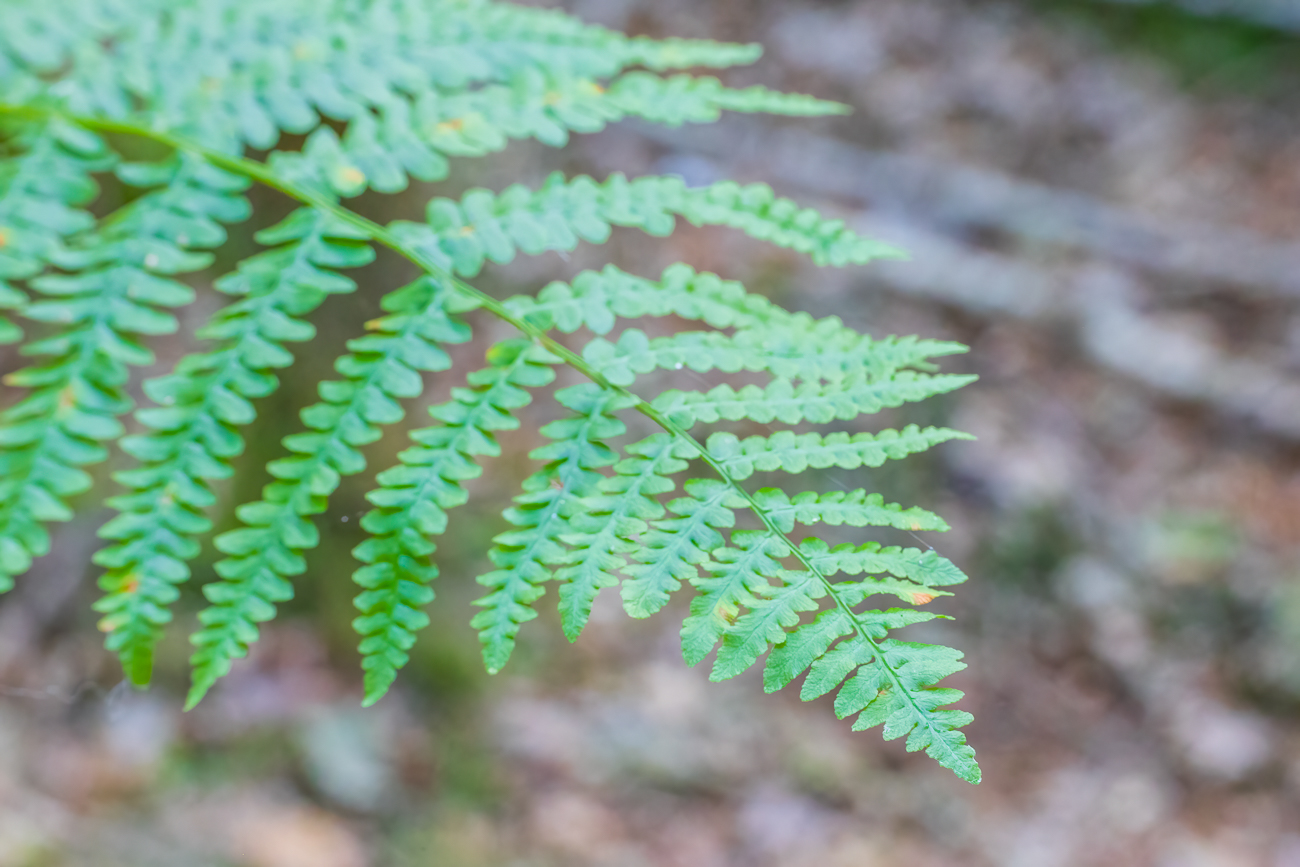 Adlerfarn [Pteridium aquilinium]