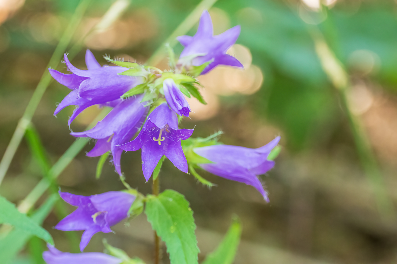 Nessel-Glockenblume [Campanula trachelium]