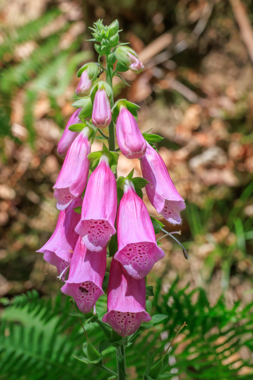 Roter Fingerhut [Digitalis purpurea]