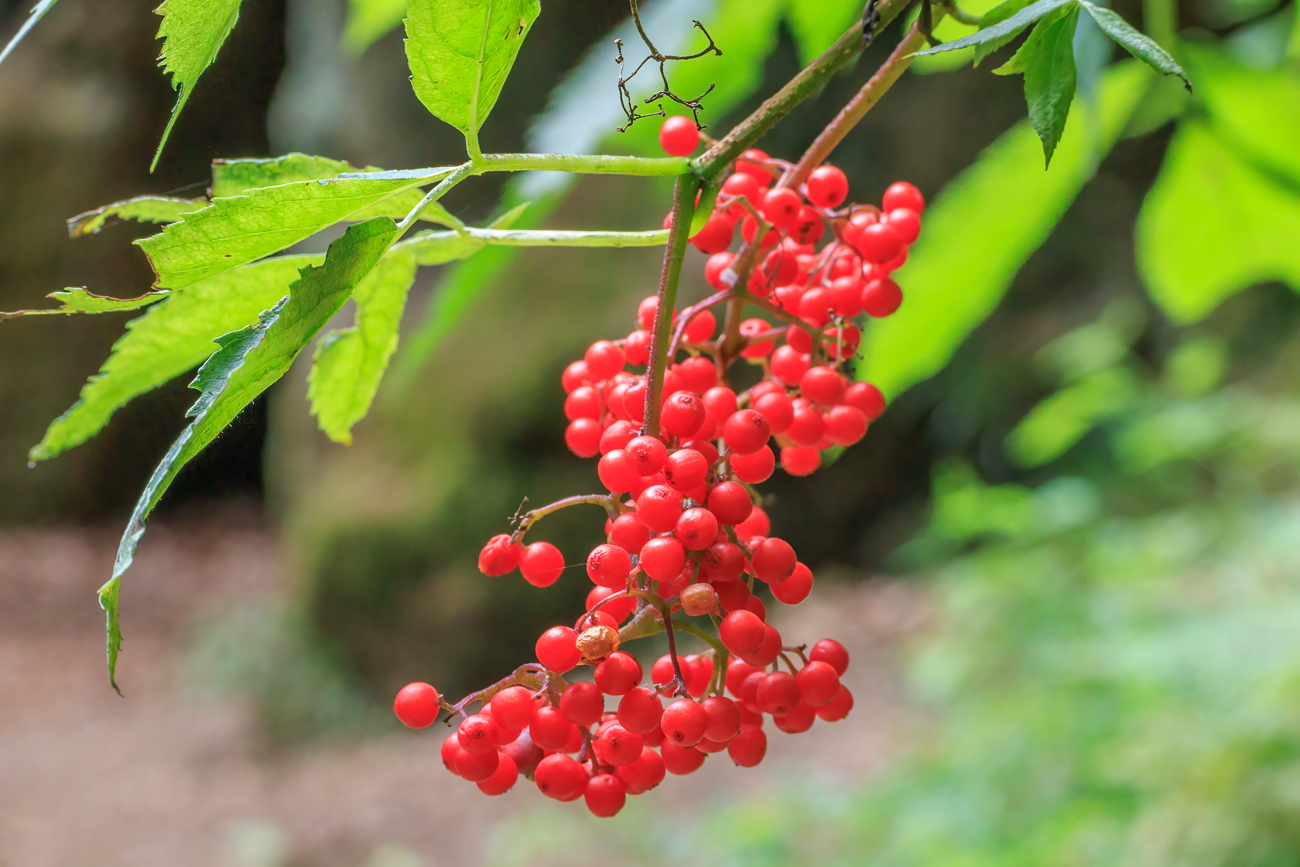 Berg-Holunder [Sambucus racemosa]