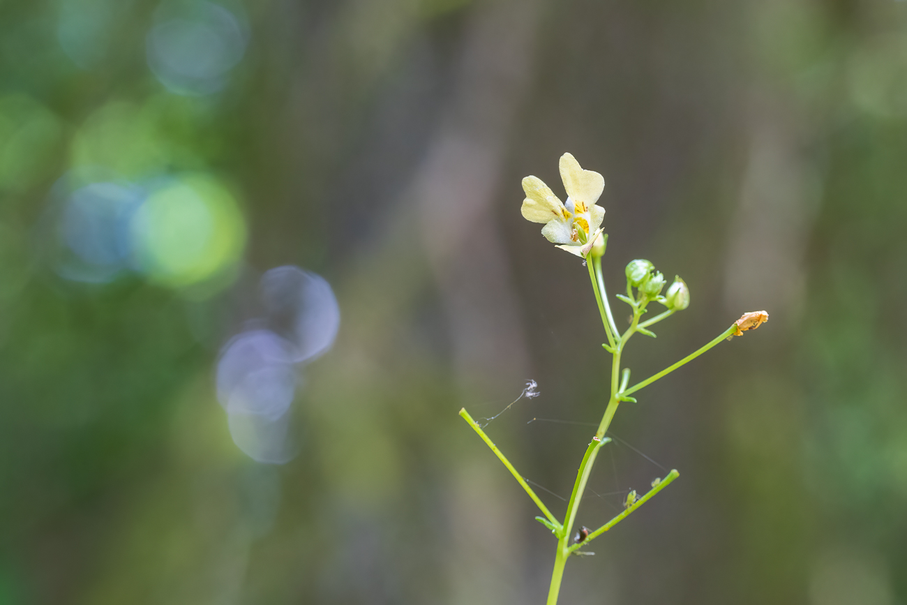 Kleinblütiges Springkraut [Impatiens parviflora]