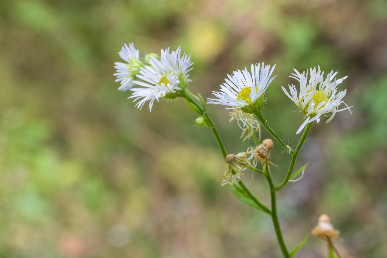 Einjähriges Berufskraut [Erigeron annuus]