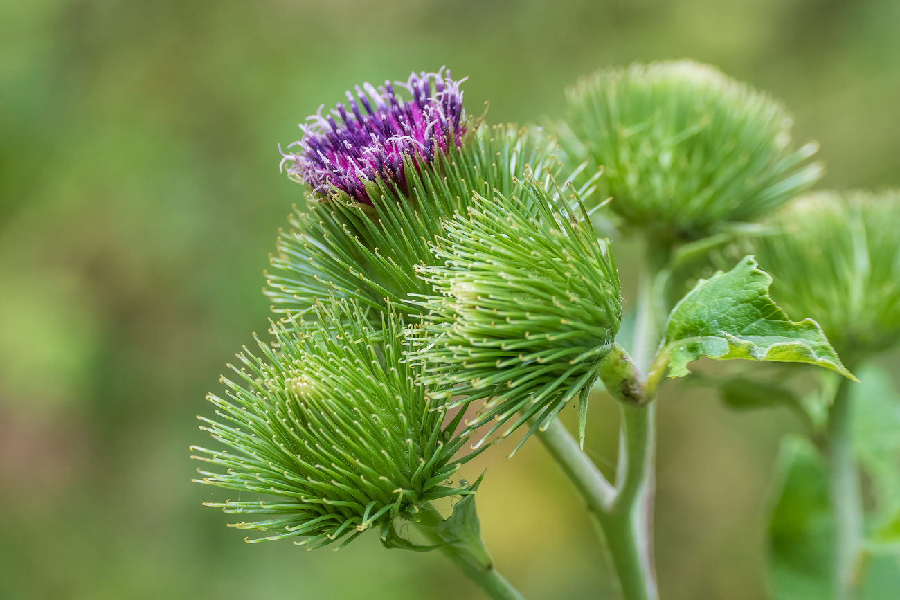 Große Klette [Arctium lappa]