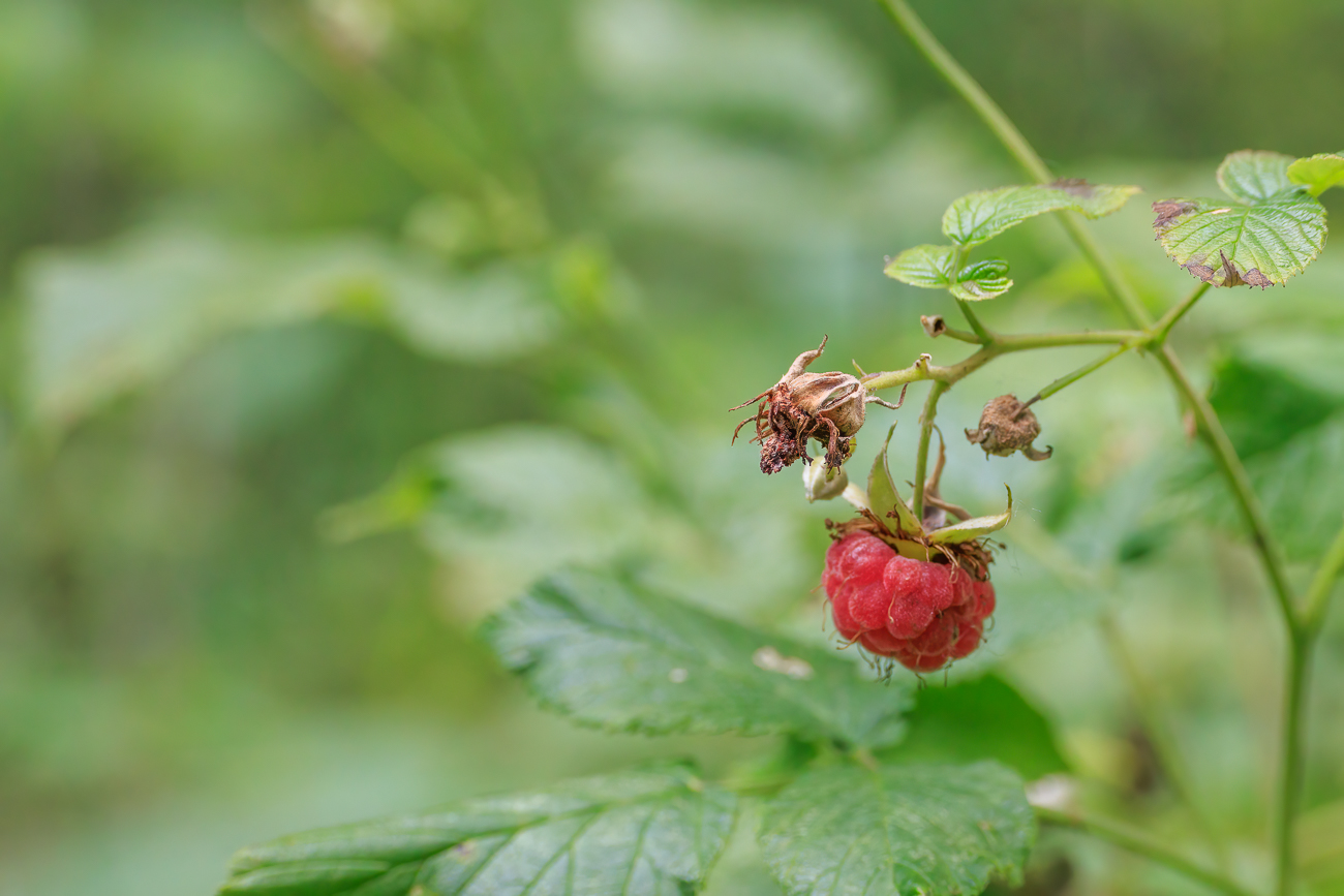 Himbeere [Rubus idaeus]