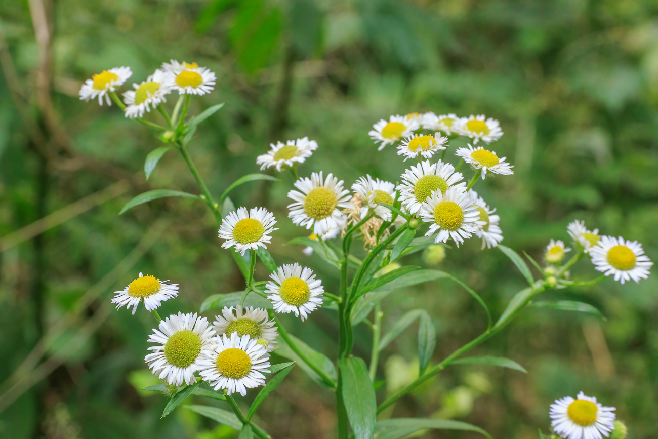 Einjähriges Berufskraut [Erigeron annuus]