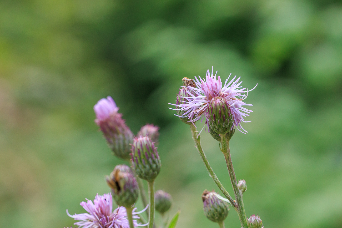 Acker-Distel [Cirsium arvense]
