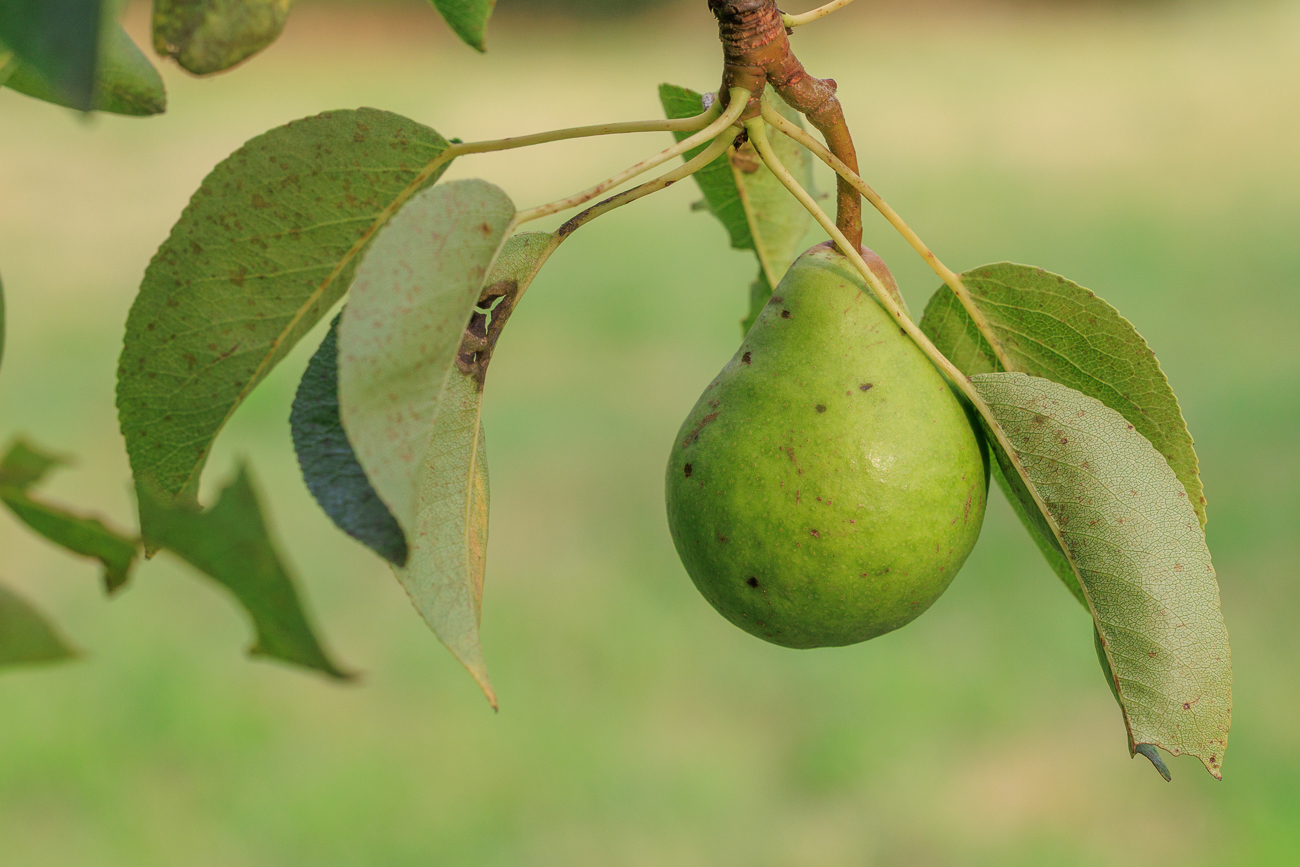 Birne [Pyrus communis]