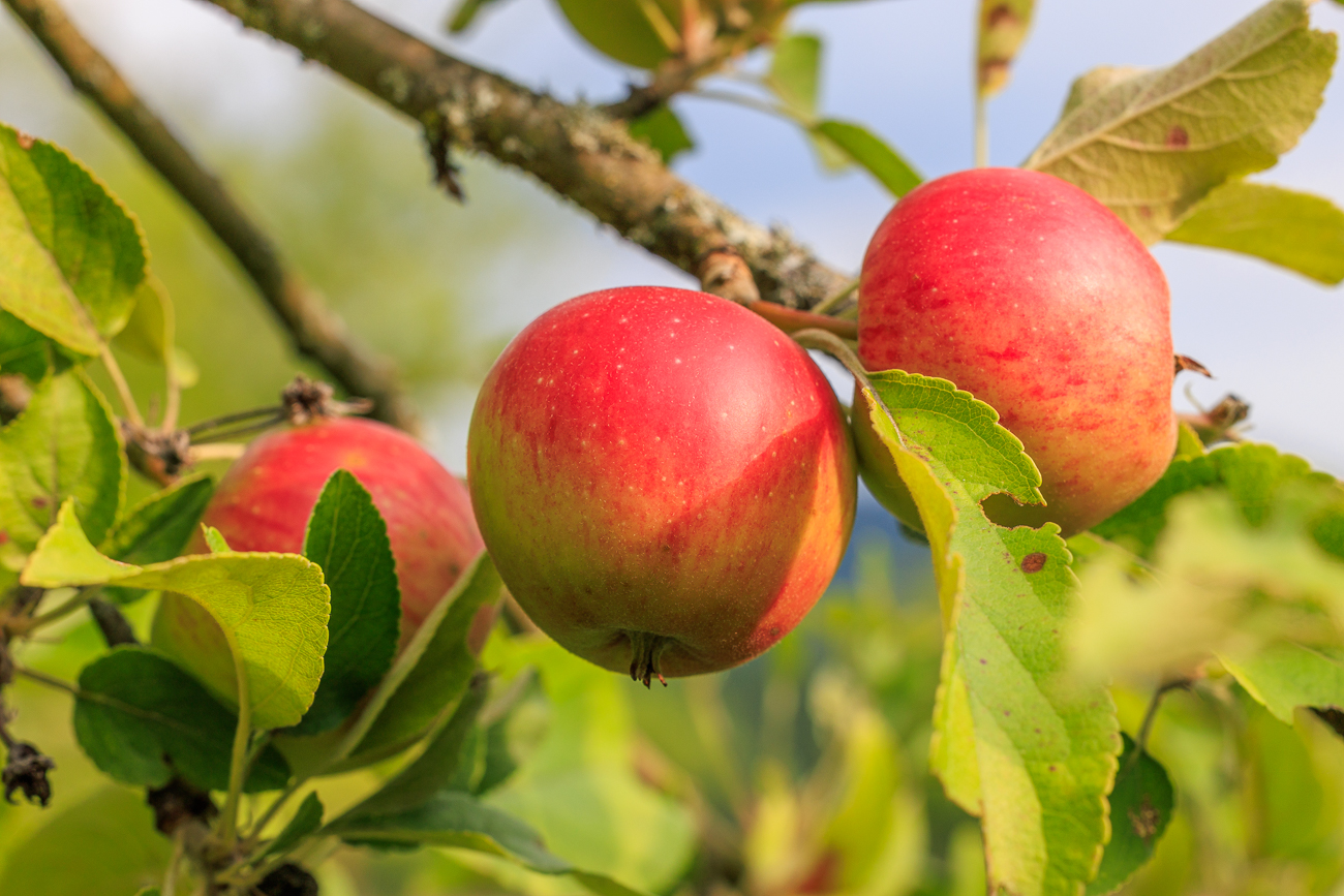 Apfel [Malus domestica]