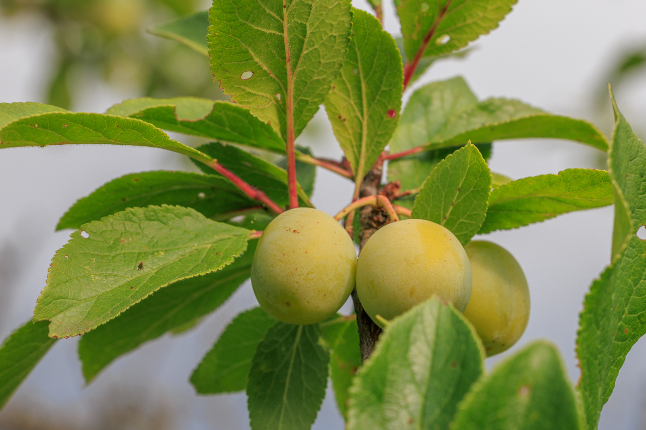 Mirabelle [Prunus x syriaca]