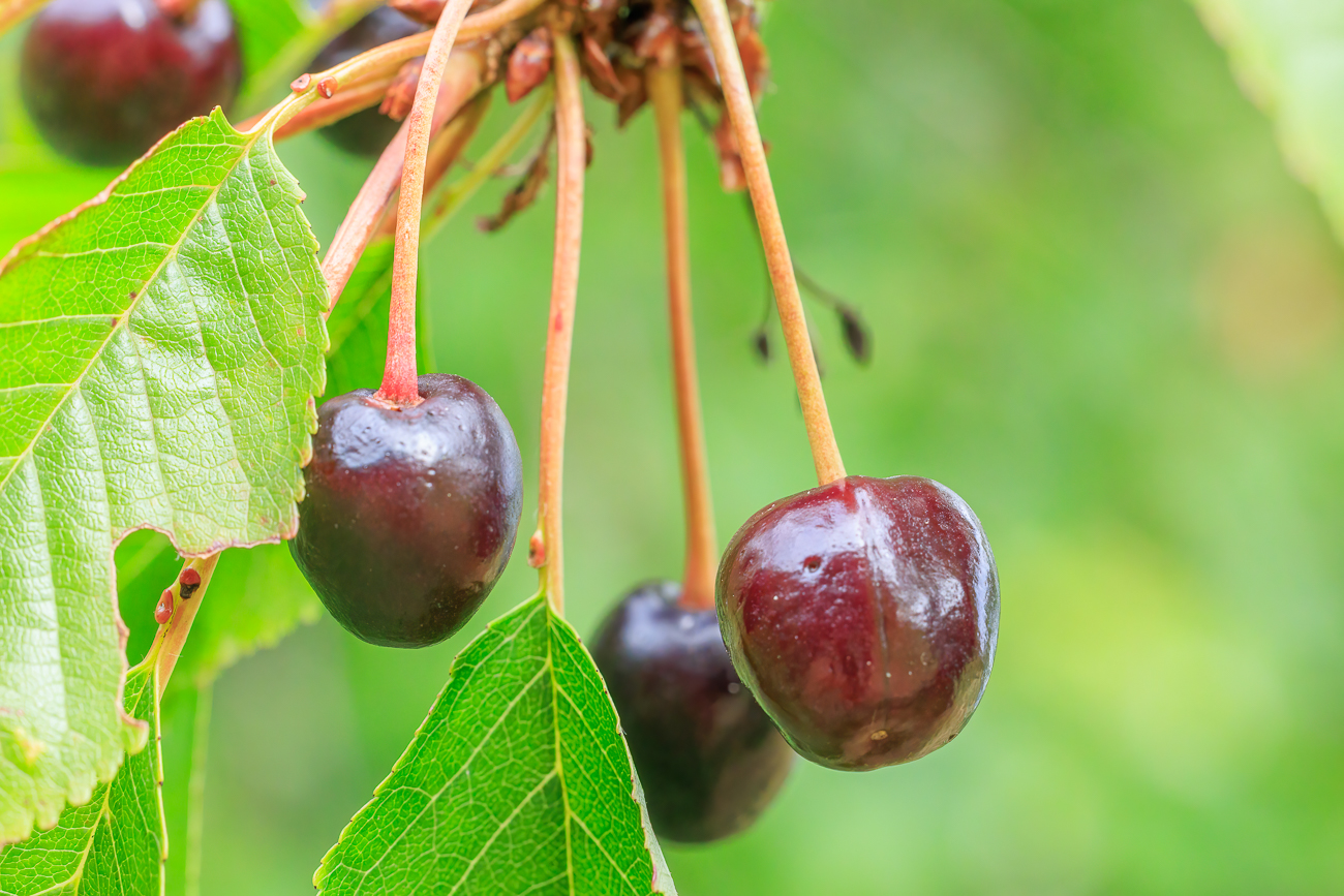 Sauerkirsche [Prunus cerasus]