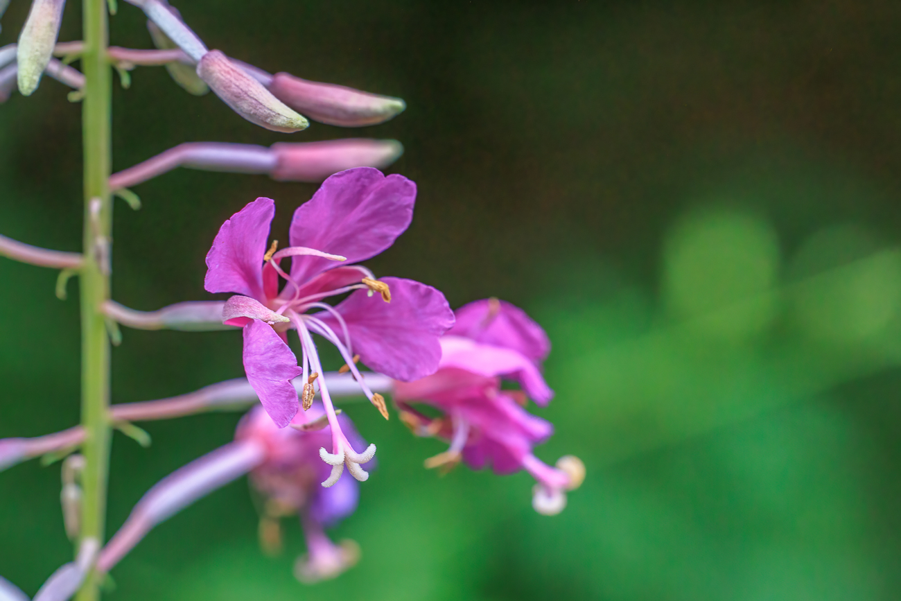 Schmalblättriges Weidenröschen [Epilobium angustifolium]