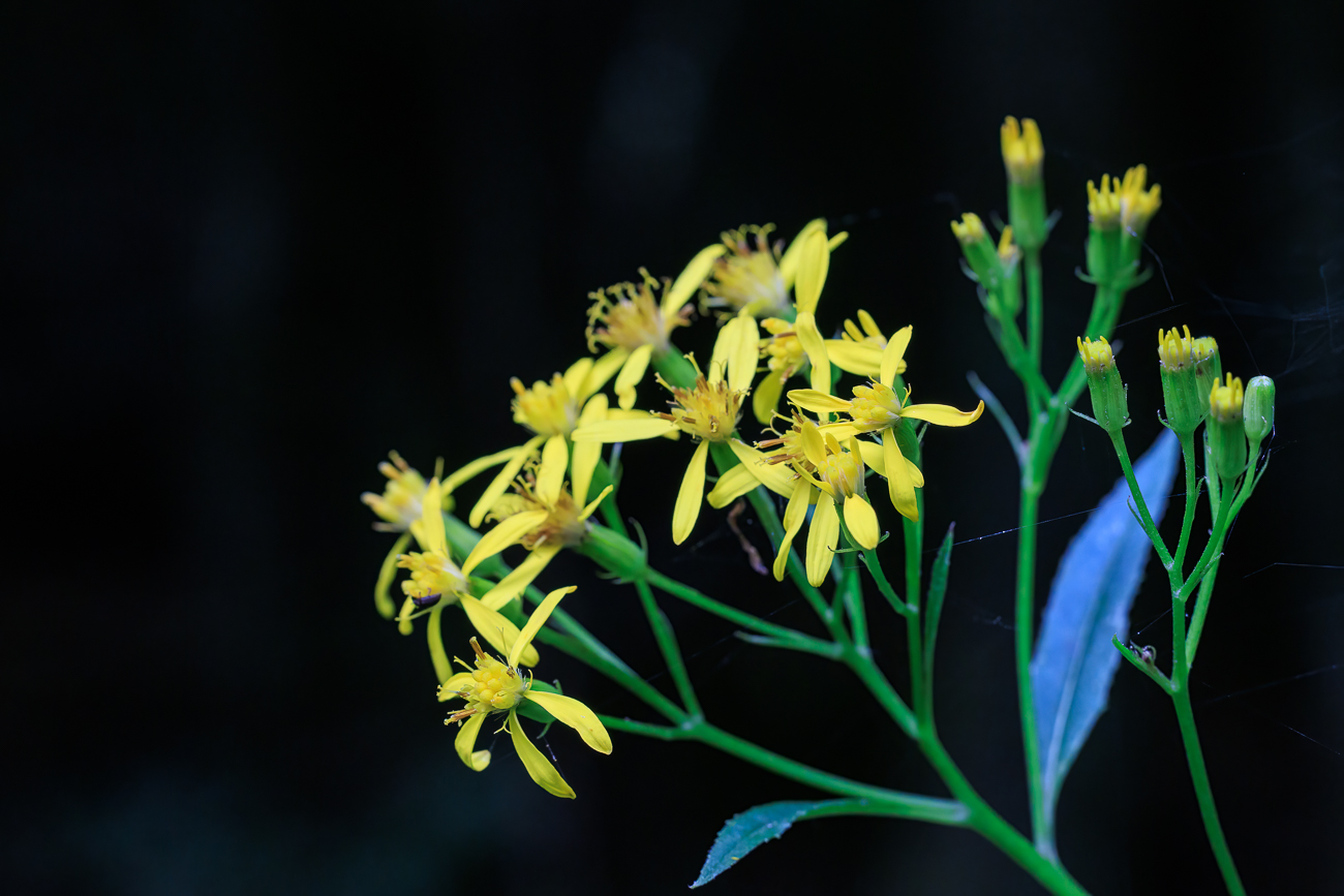 Fuchs' Greiskraut [Senecio ovatus]