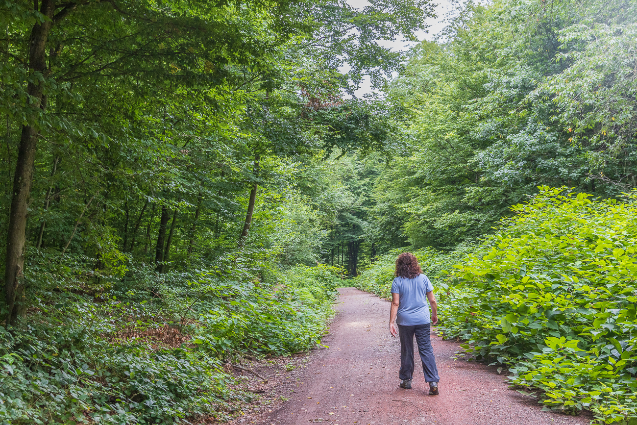 Breite Waldwege über die gesamte Strecke