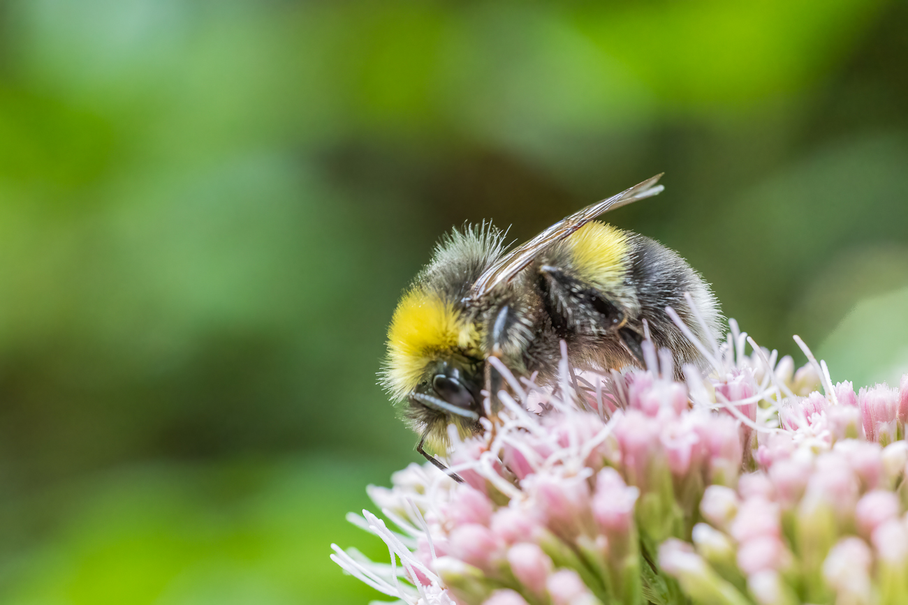 Hummel bei der Arbeit