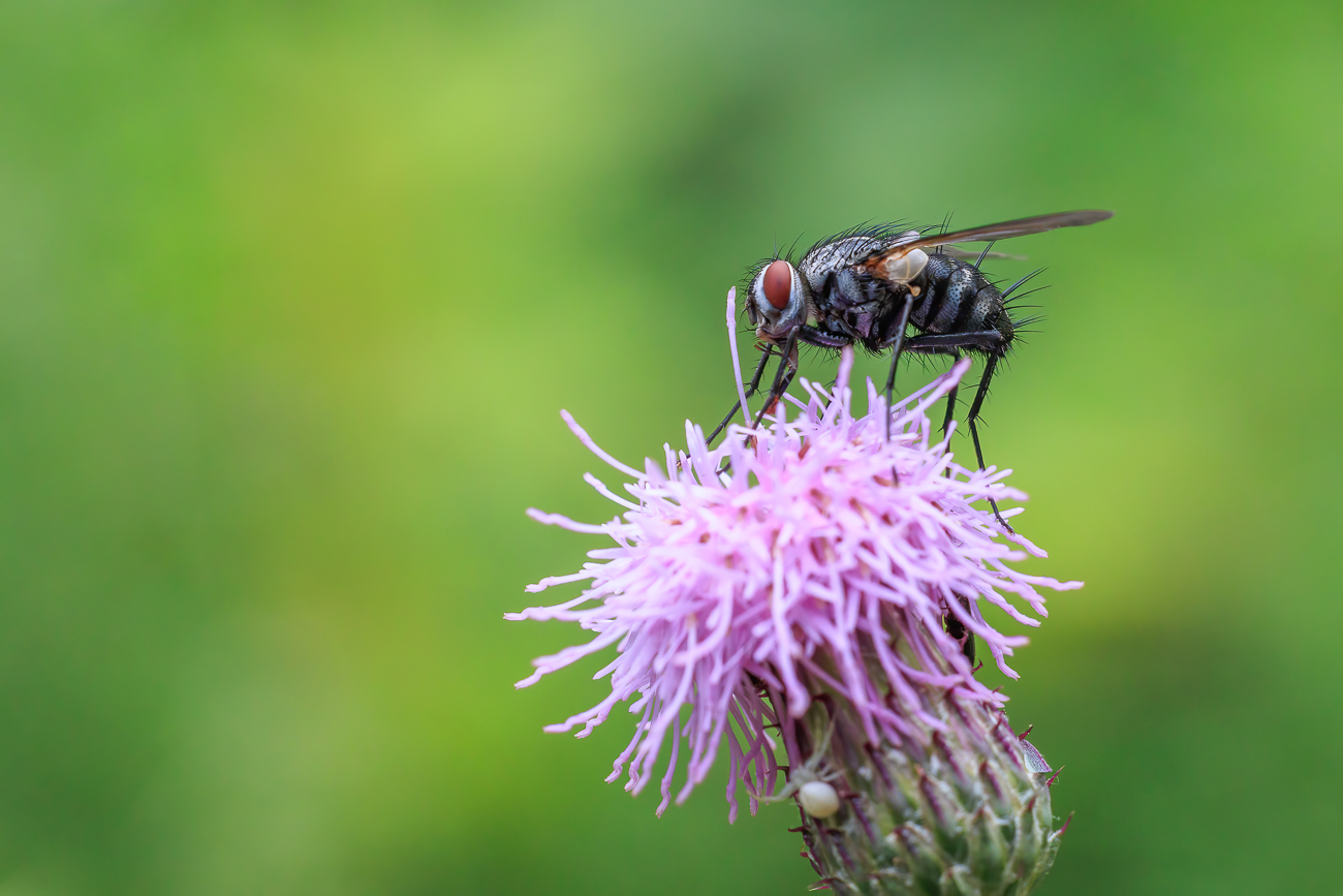 Fliege und Krabbenspinne auf einer Acker-Distel [Cirsium arvense]