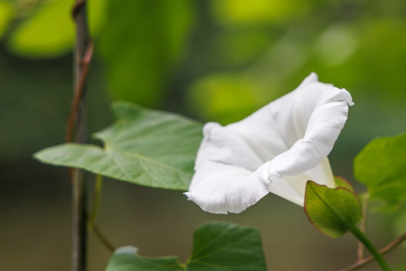 Wald-Zaunwinde [Calystegia silvatica]