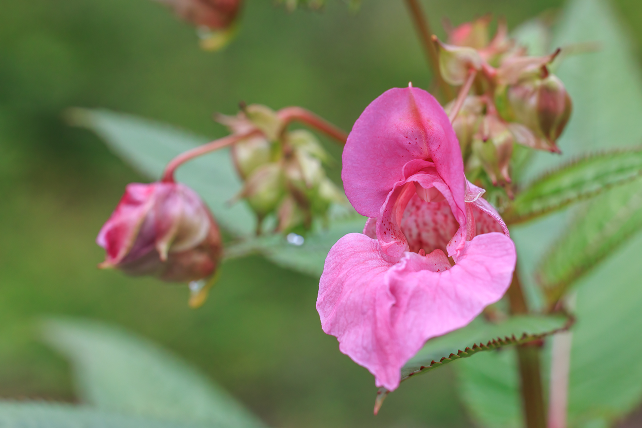 Drüsentragendes Springkraut [Impatiens glandulifera]