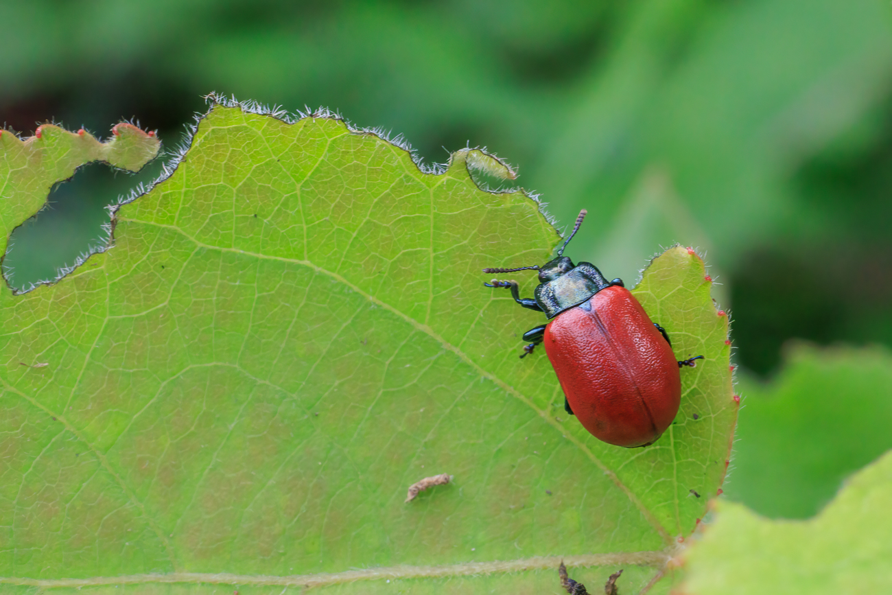 Vermutlich ein Pappelblattkäfer [Chrysomela populi]