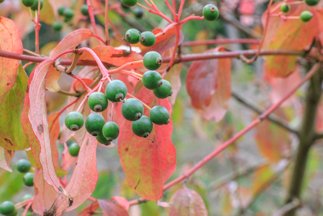 Echter Hartriegel [Cornus sanguinea]