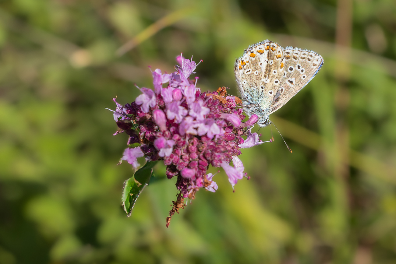 Vermutlich Himmelblauer Bläuling [Lysandra ballargus]