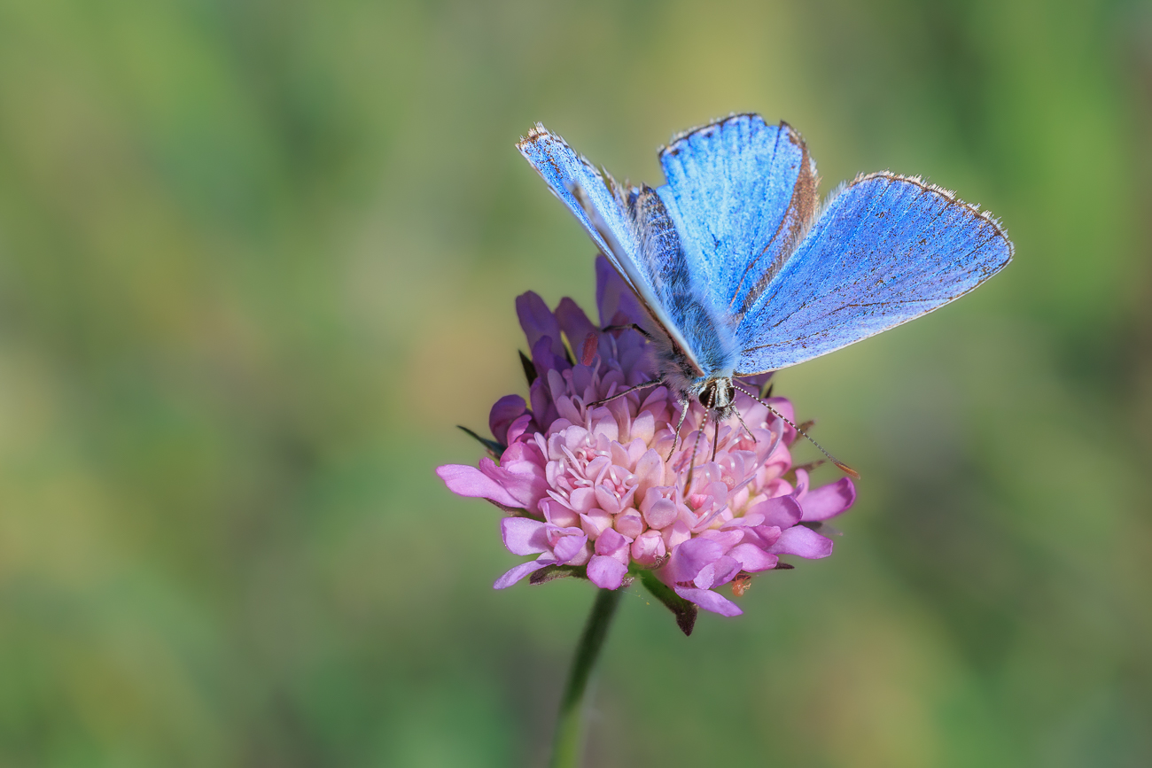 Vermutlich Himmelblauer Bläuling [Lysandra ballargus]