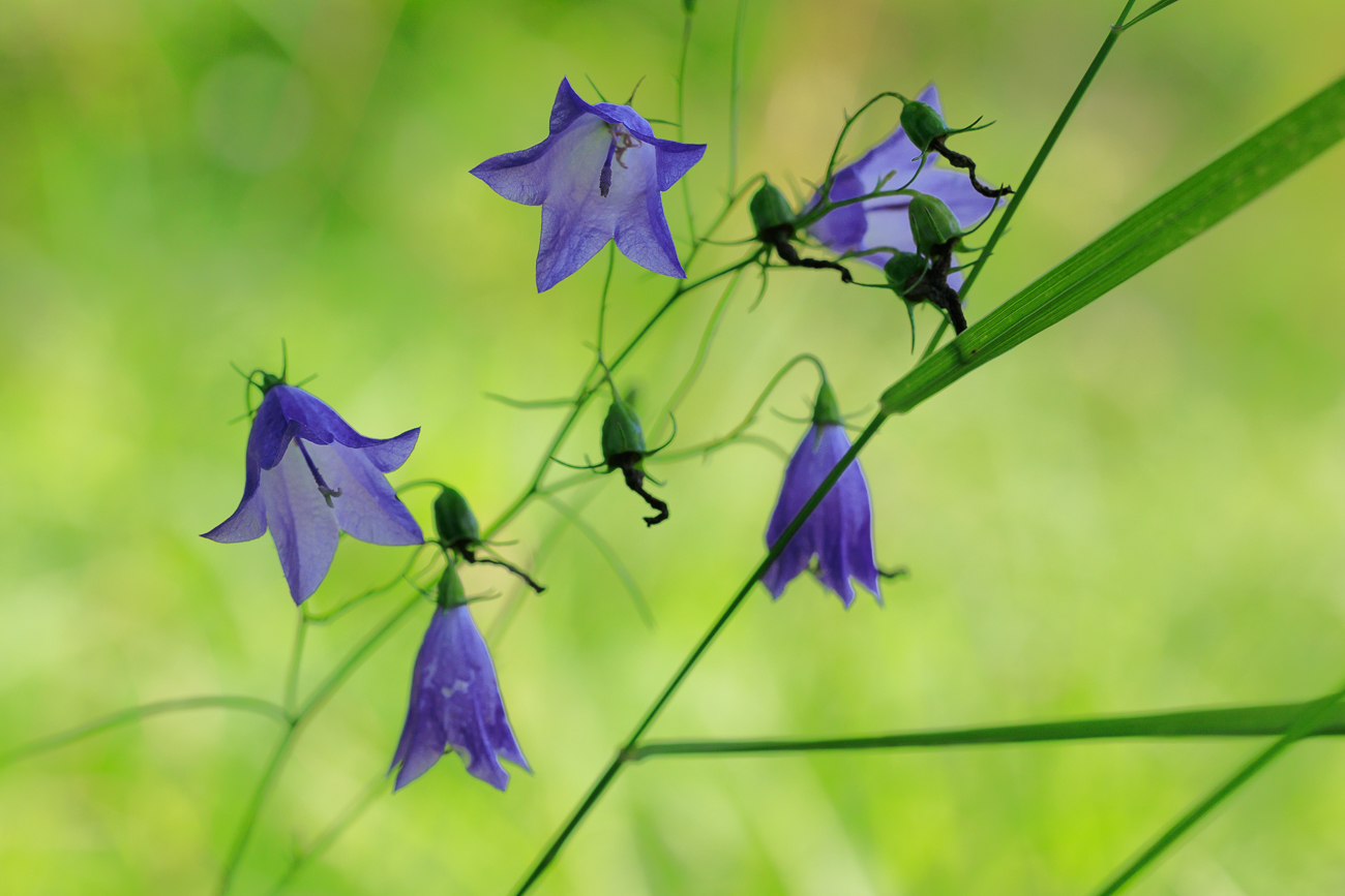 Rautenblättrige Glockenblume [Campanula rhomboidalis]