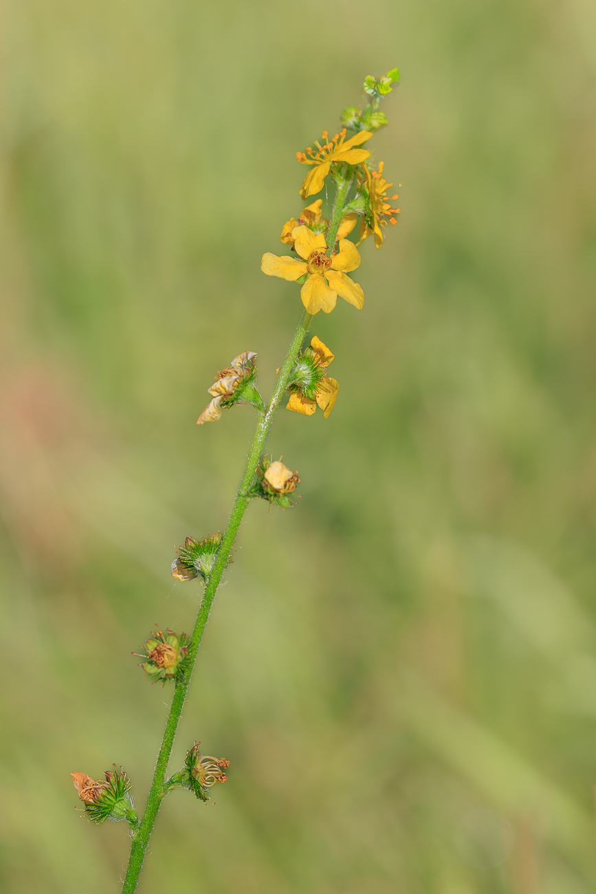 Odermennig [Agrimonia eupatoria]