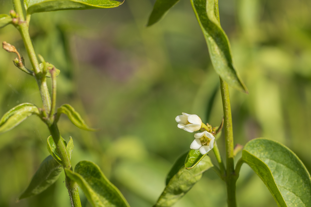 Weiße Schwalbenwurz [Vincetoxicum hirundinaria]