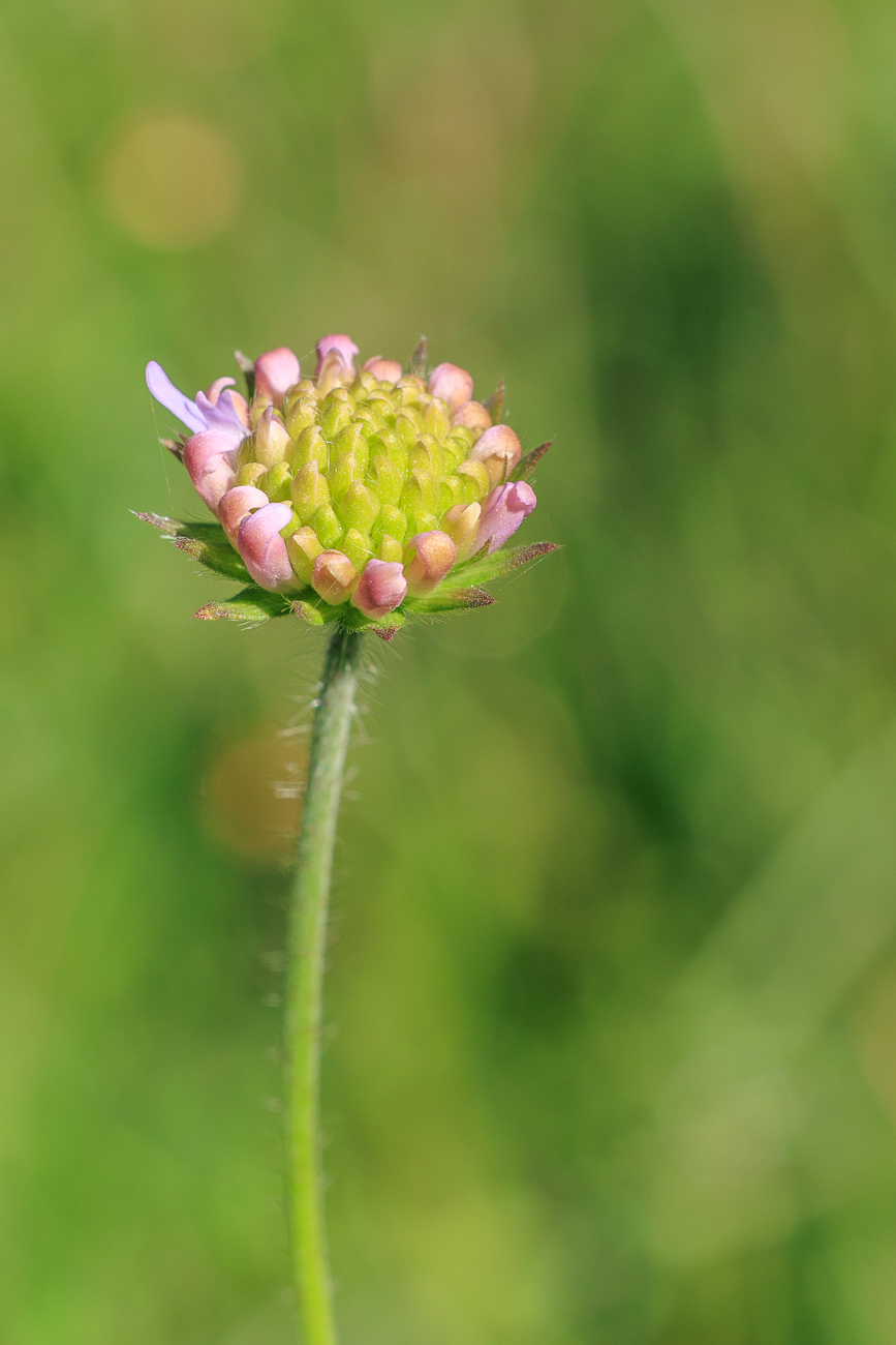 Wiesen-Witwenblume [Knautia arvensis]