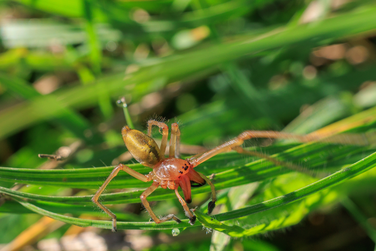 Saat-Esparsette [Onobrychis viciifolia]