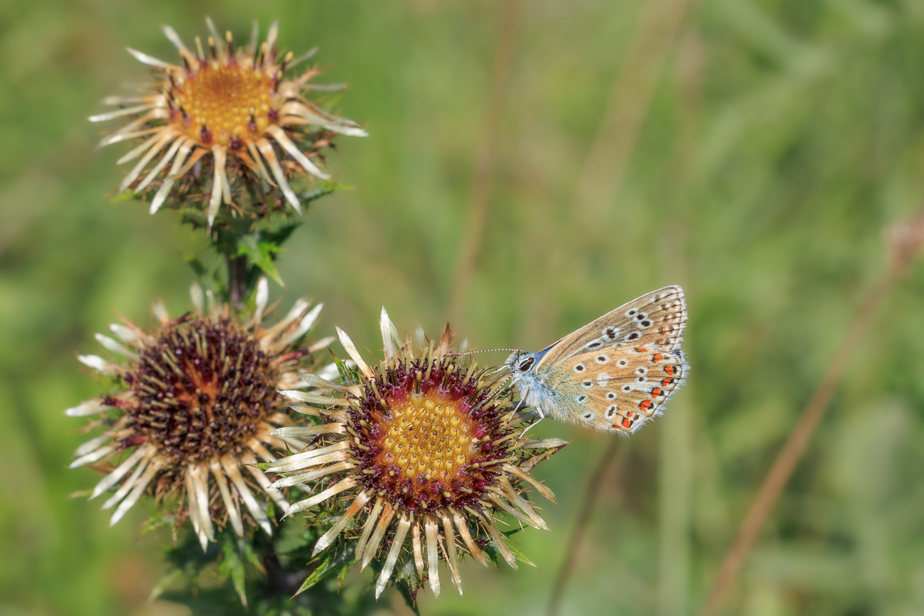 Himmelblauer Bläuling [Lysandra ballargus] auf Golddistel [Carlina vulgaris]