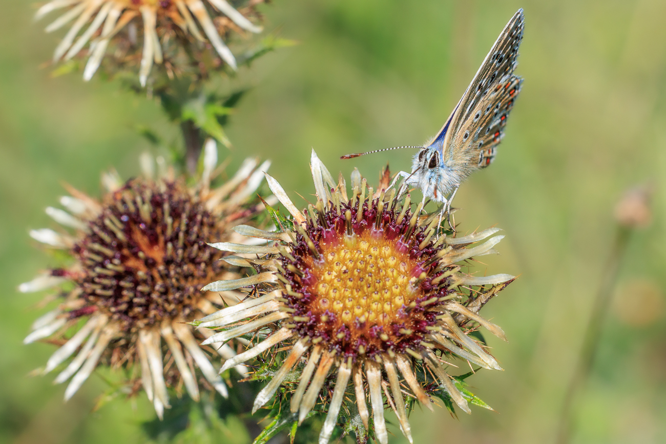 Himmelblauer Bläuling [Lysandra ballargus] auf Golddistel [Carlina vulgaris]