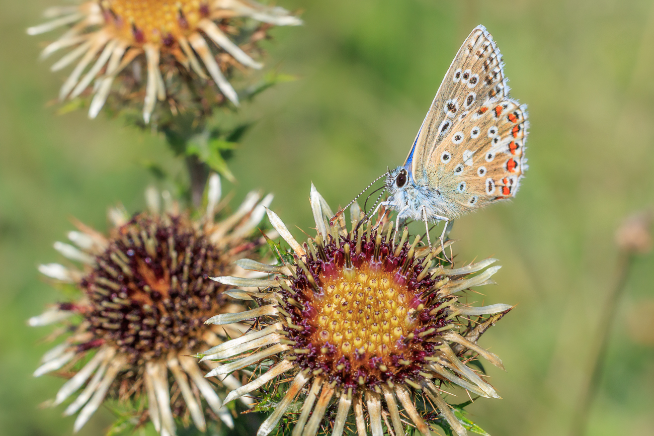 Himmelblauer Bläuling [Lysandra ballargus] auf Golddistel [Carlina vulgaris]