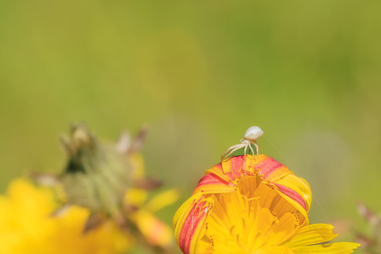 Gemeines Bitterkraut [Picris hieracioidis] mit Krabbenspinne [Thomisidae]