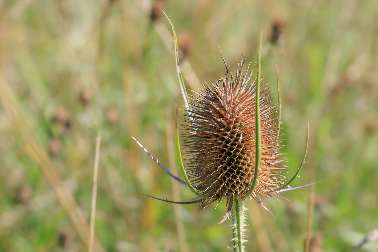 Wilde Karde [Dipsacus fullonum]