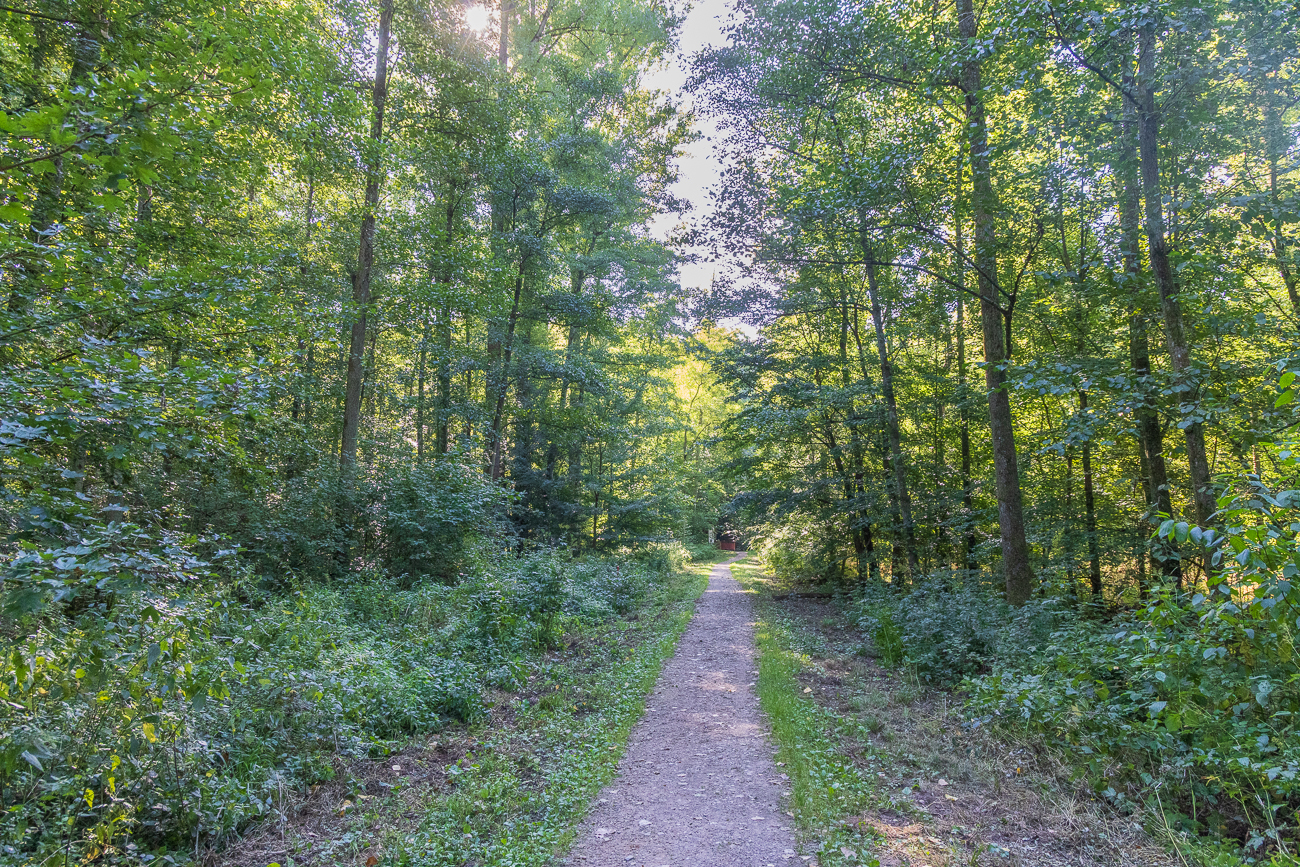 Schattiger Waldweg