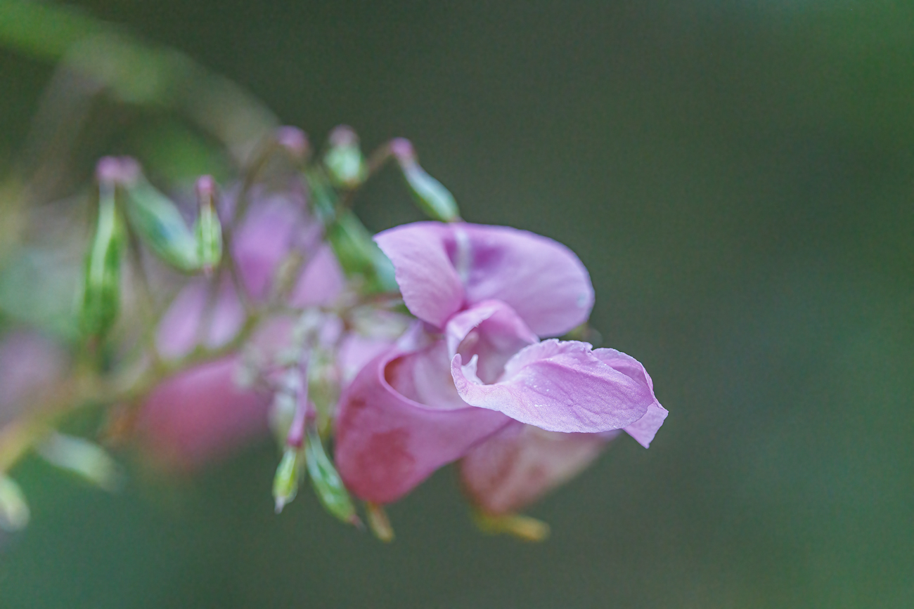 Drüsentragendes Springkraut [Impatiens glandulifera]