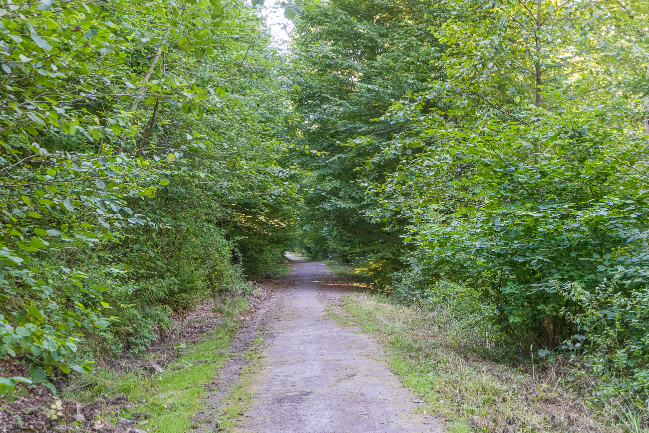 Der breite Waldweg ...