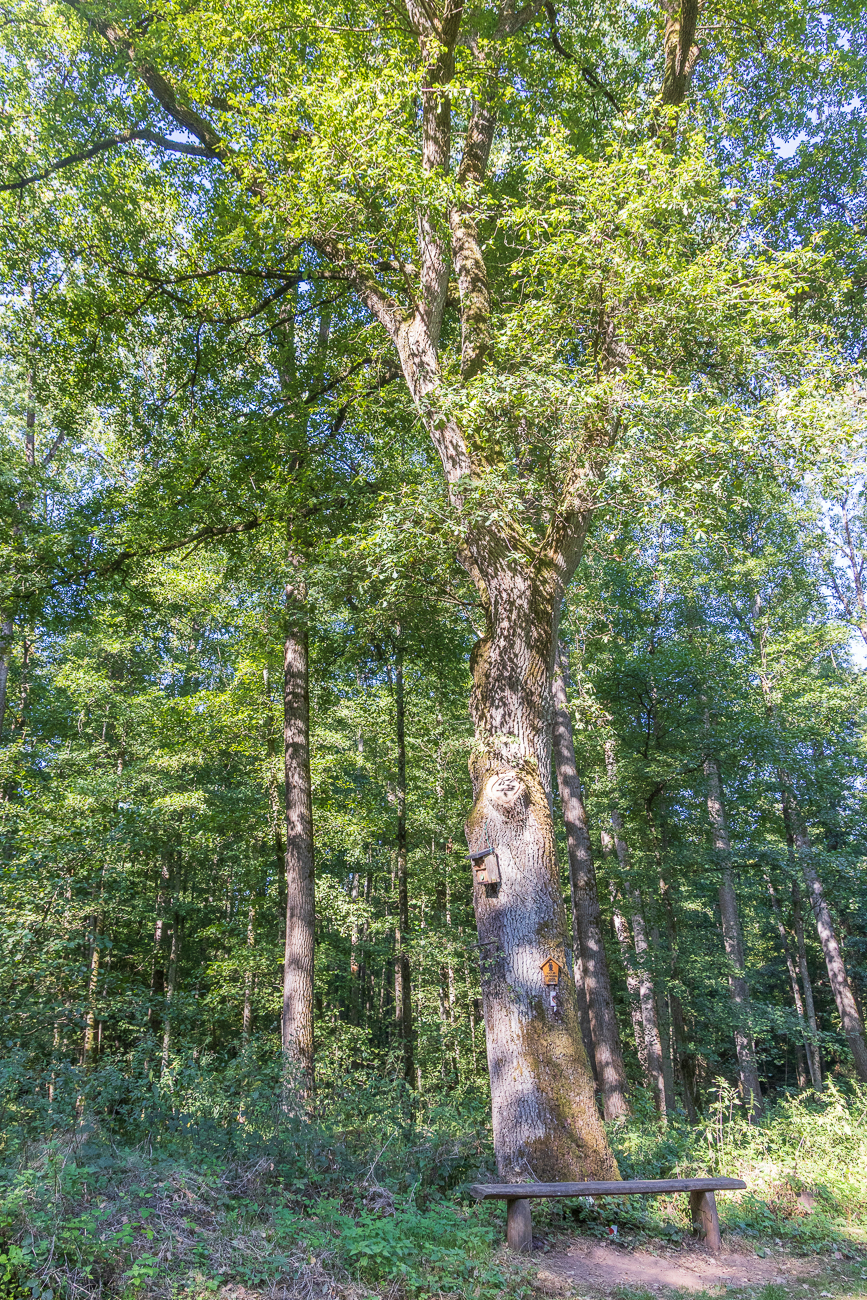 In dem Wäldchen gibt es zahlreiche alte Bäume ...