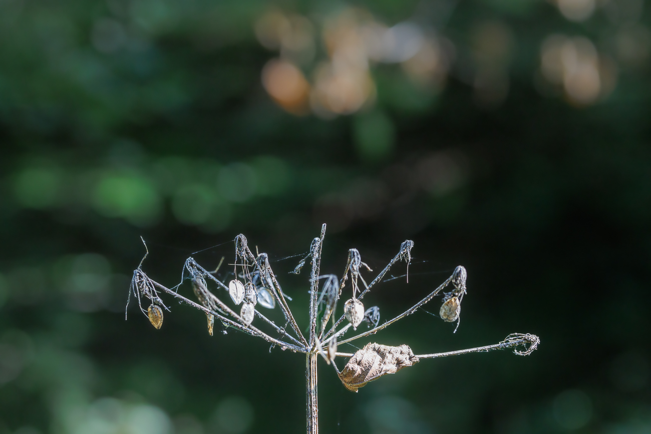 Der Wiesen-Bärenklau [Heracleum sphondylium] hat die besten Zeiten hinter sich