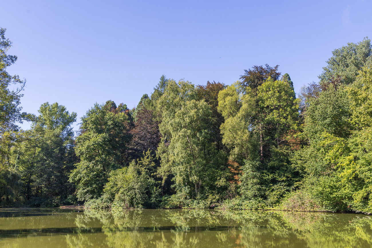 Schöner Baumbewuchs um den Weiher