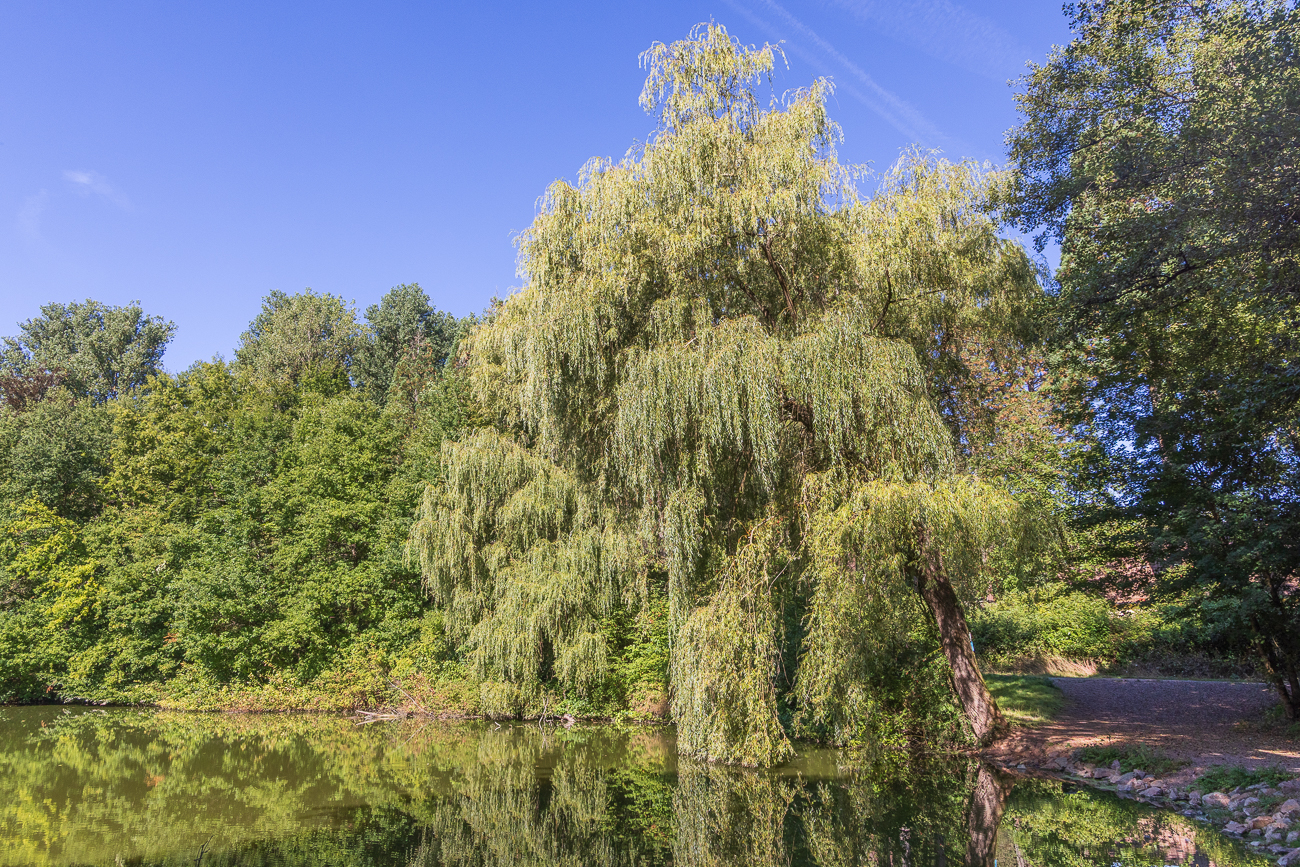Trauerweide [Salix babylonica]