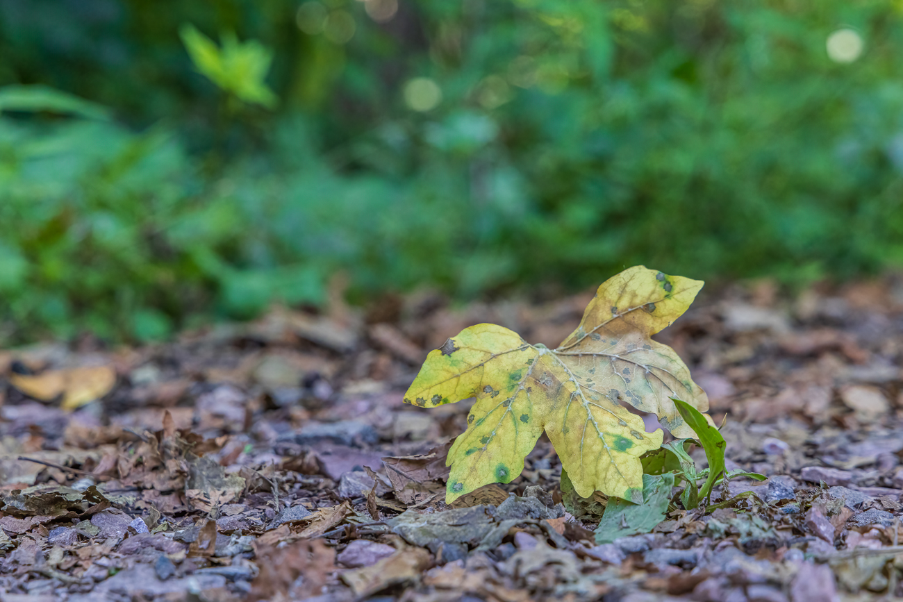 ... überall findet man vertrocknendes Laub