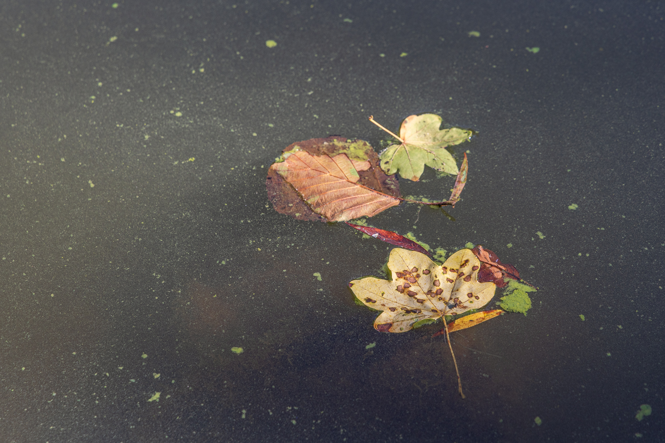 OK, im Wasser vertrocknet es nicht ;-)