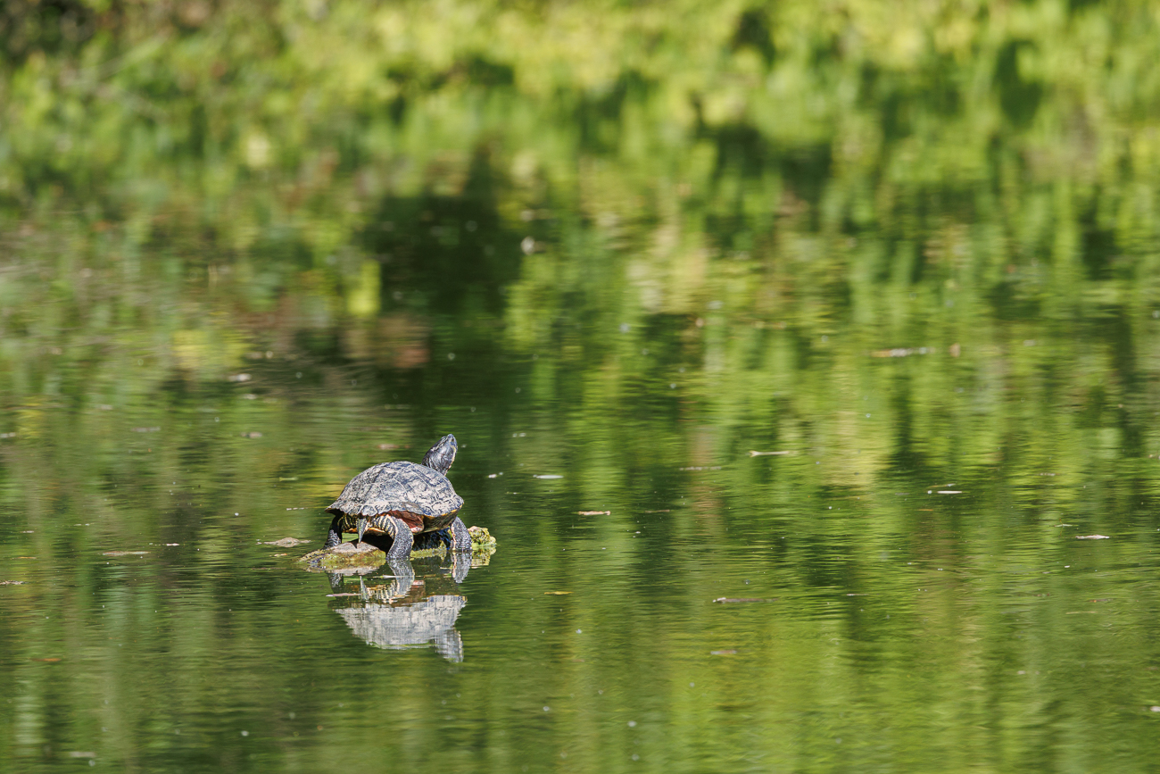 Schildkröte beim Sonnen