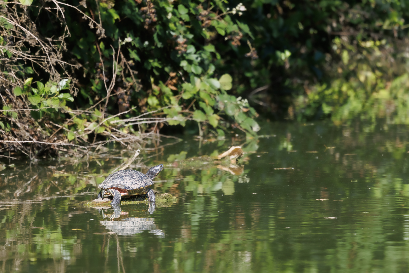 Schildkröte beim Sonnen