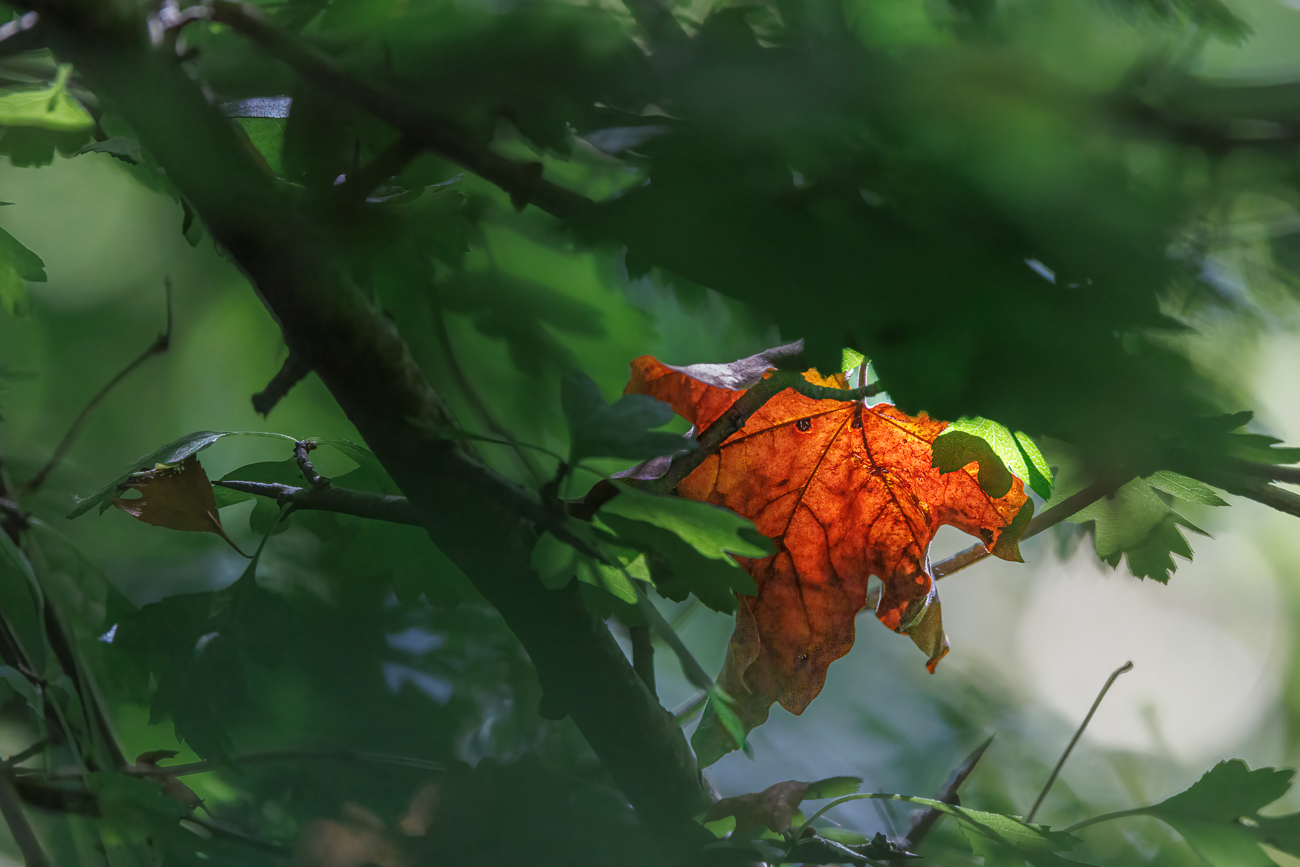 Leuchtendes Blatt (Feld-Ahorn)