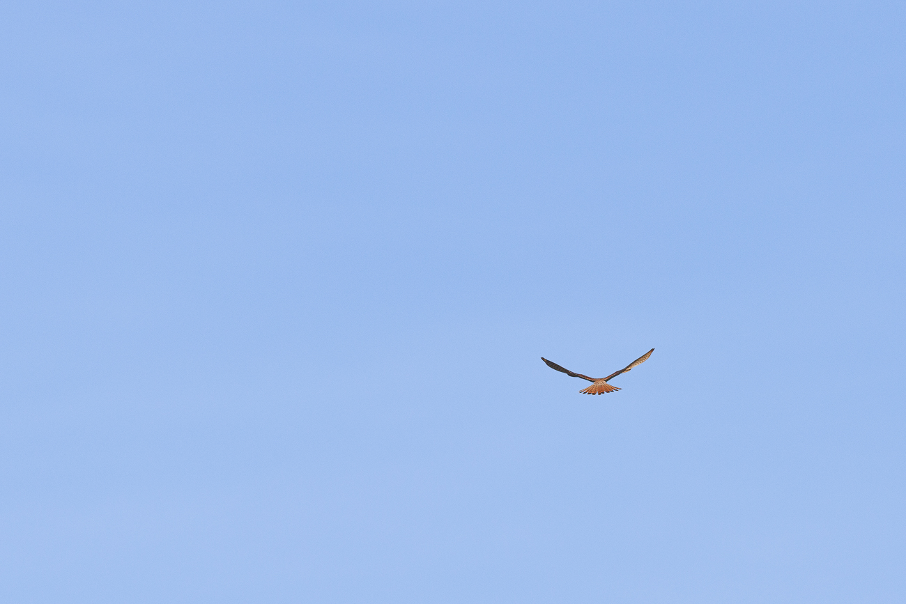 Zwischendurch besuchte mich noch ein Turmfalke ...