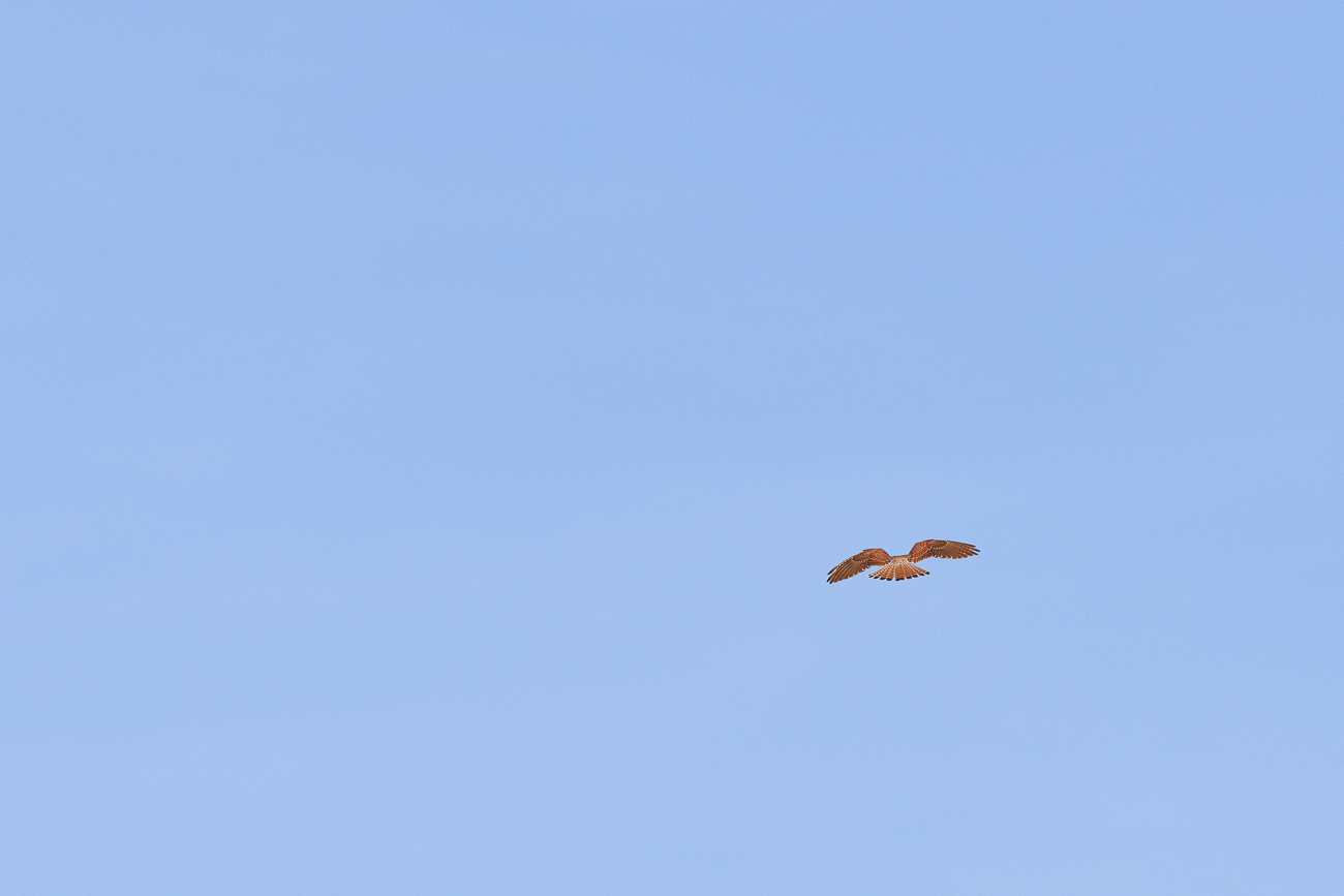 ... und zeigte mir seinen Rüttelflug